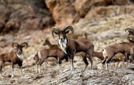 مناطق حفاظت شده اصفهان پذیرای گردشگران است - خبرگزاری مهر | اخبار ایران و جهان