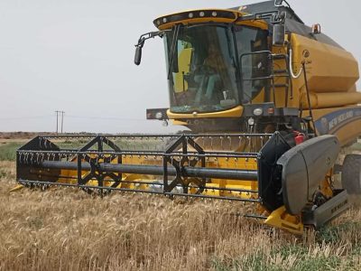 پیش‌بینی می‌شود امسال ۱۵ میلیون تن گندم در کشور تولید شود - خبرگزاری مهر | اخبار ایران و جهان
