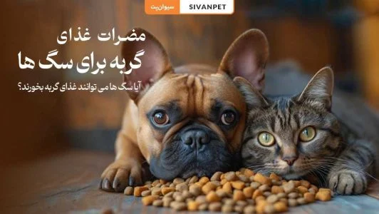 آیا غذای گربه برای سگ ضرر دارد؟
