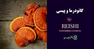 گانودرما | قهوه خواص قهوه گانودرما برای پیسی (ویتیلیگو)