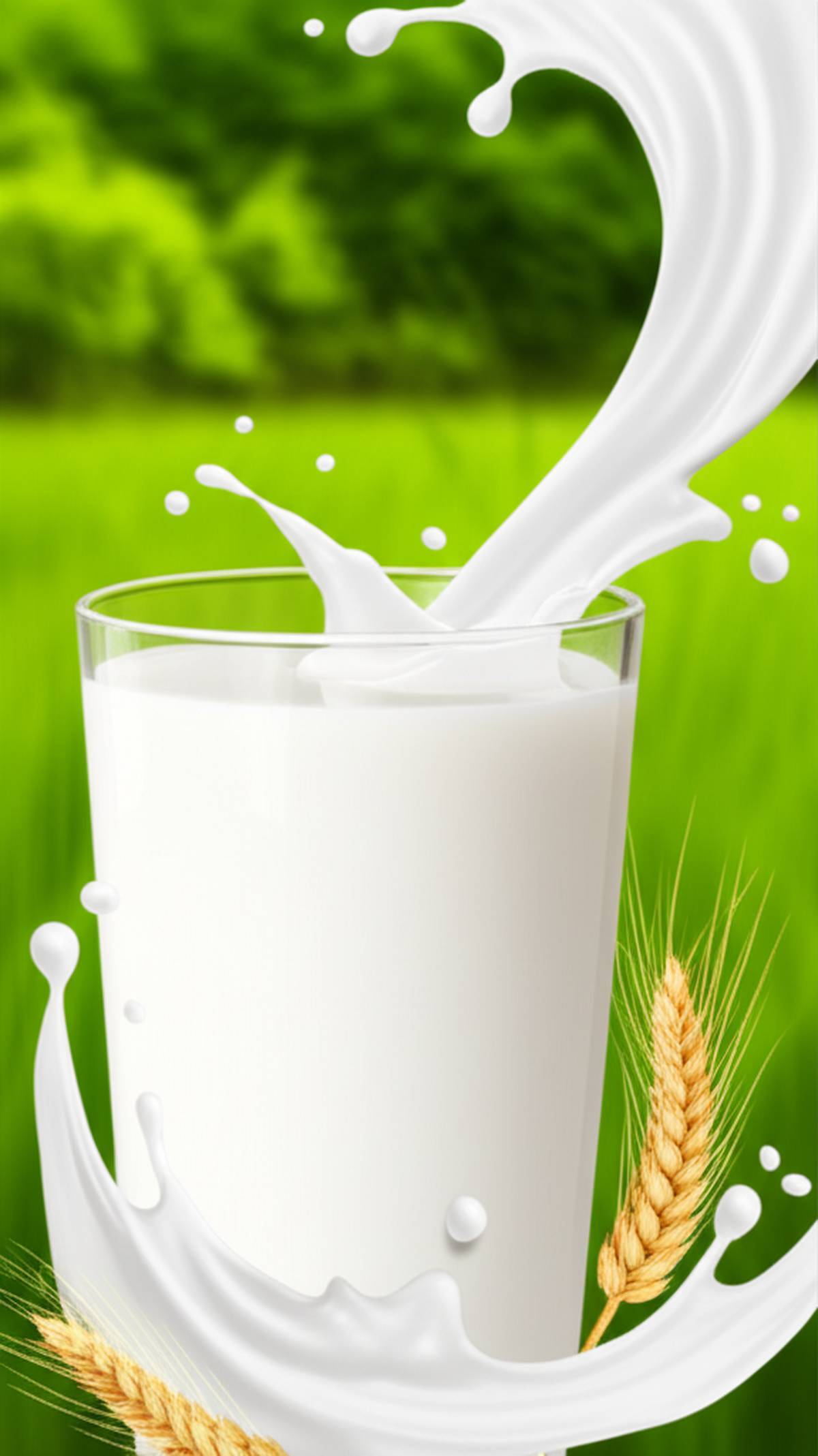 ویژگی های شیر پر چرب ماجان کاله: راهنمای جامع